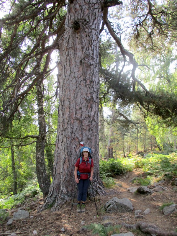 Огромные деревья не переставали восхищать Сашу. А я позировала, чтоб подчеркнуть в сравнении их размеры.