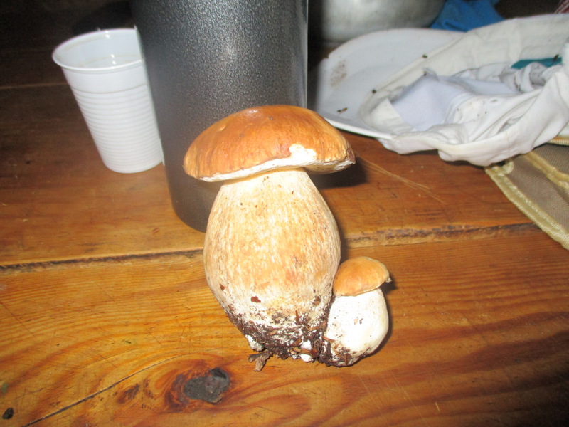 Кое-кому посчастливилось найти грибы.