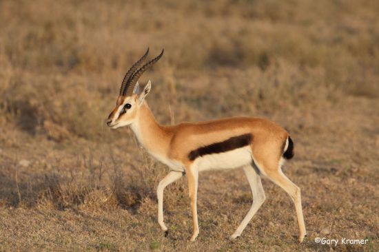 Thomson's Gazelle (Gaxella thomsoni) by GaryKramer.net, 530-934-3873, gkramer@cwo.com