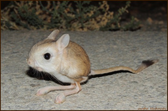 ירבון מצוי.