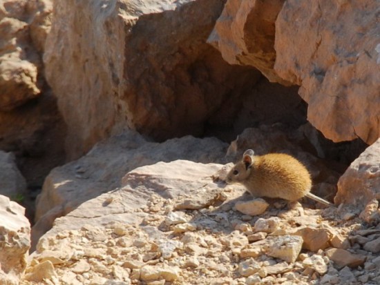 Вот такие мышки хозяйничают на ханьоне 