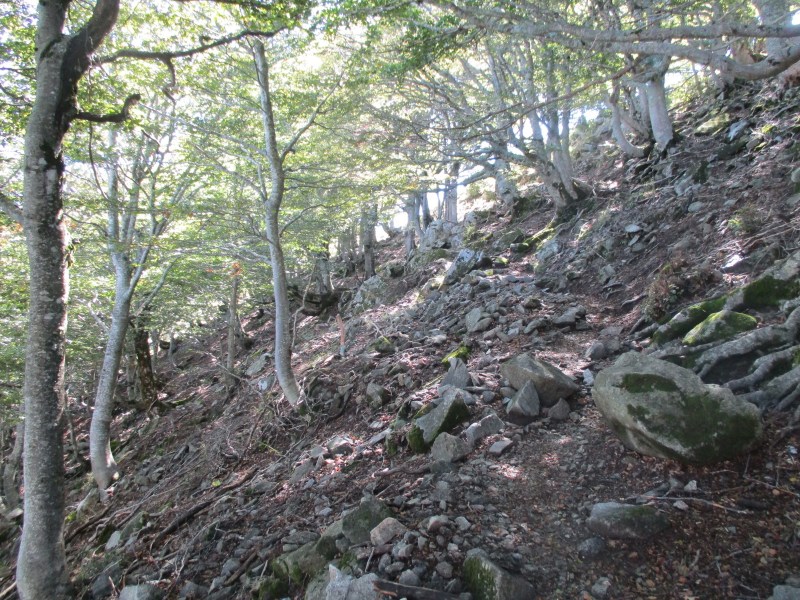 Подъём среди леса. Лес на высотах 1500+ совсем другой, нежели внизу.