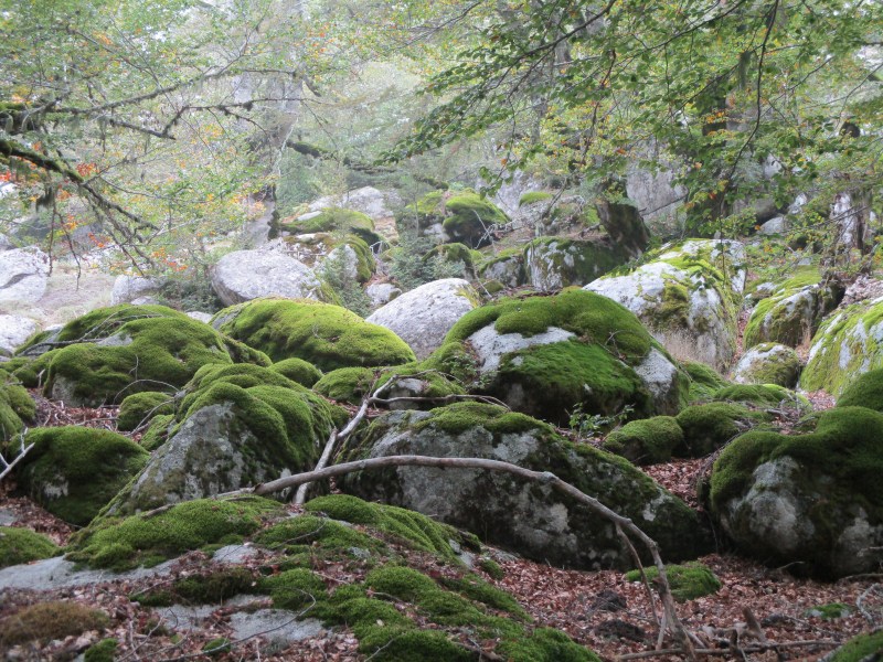 Валуны, поросшие мхом нереального ярко-зелёного цвета. 