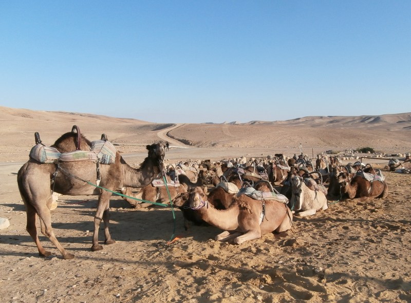 Верблюды отдыхают после ночной смены.