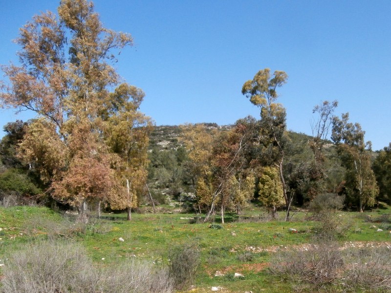 Яар Хорашим. Скромная, но приятная красота.