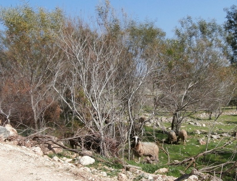 Милые , всёж таки животные, эти овцы.