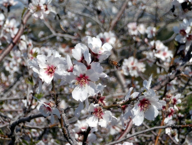 То же самое, но с пчёлкой.